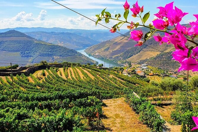 Douro Valley Winery Tour: Terraced Vineyards & Quinta Lunch