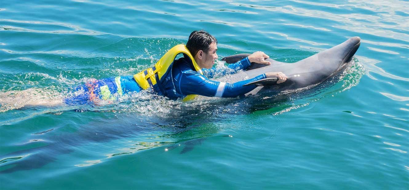 Private Dolphin Encounter & Marine Show at Ocean Adventure