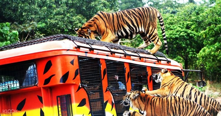 Zoobic Safari: Private Wildlife Drive & Tiger Encounter