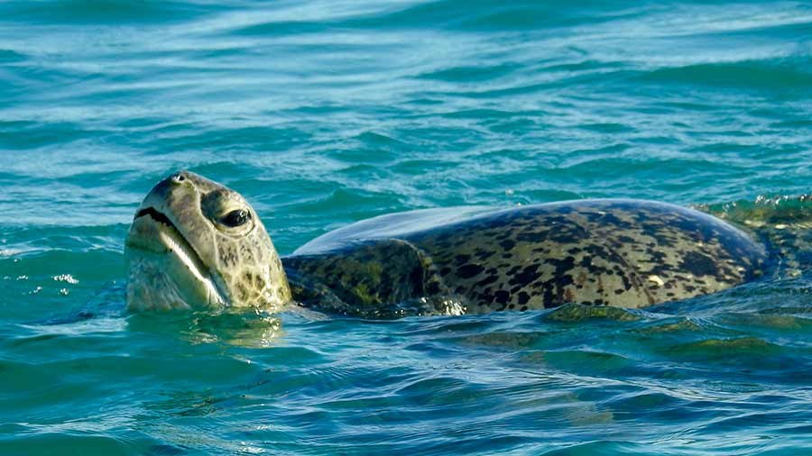 Lacepede Islands: Green Turtle Nesting Beach Expedition