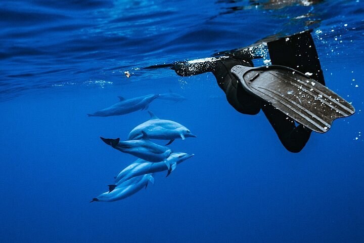 Swimming with Wild Dolphins in the Bismarck Sea: Private Boat Charter