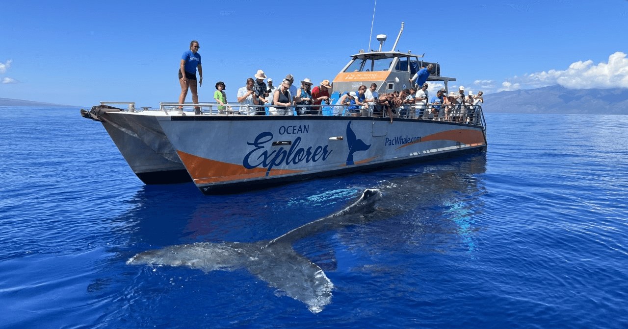 Pacific Whale-Watch: Marine Giants at Depth