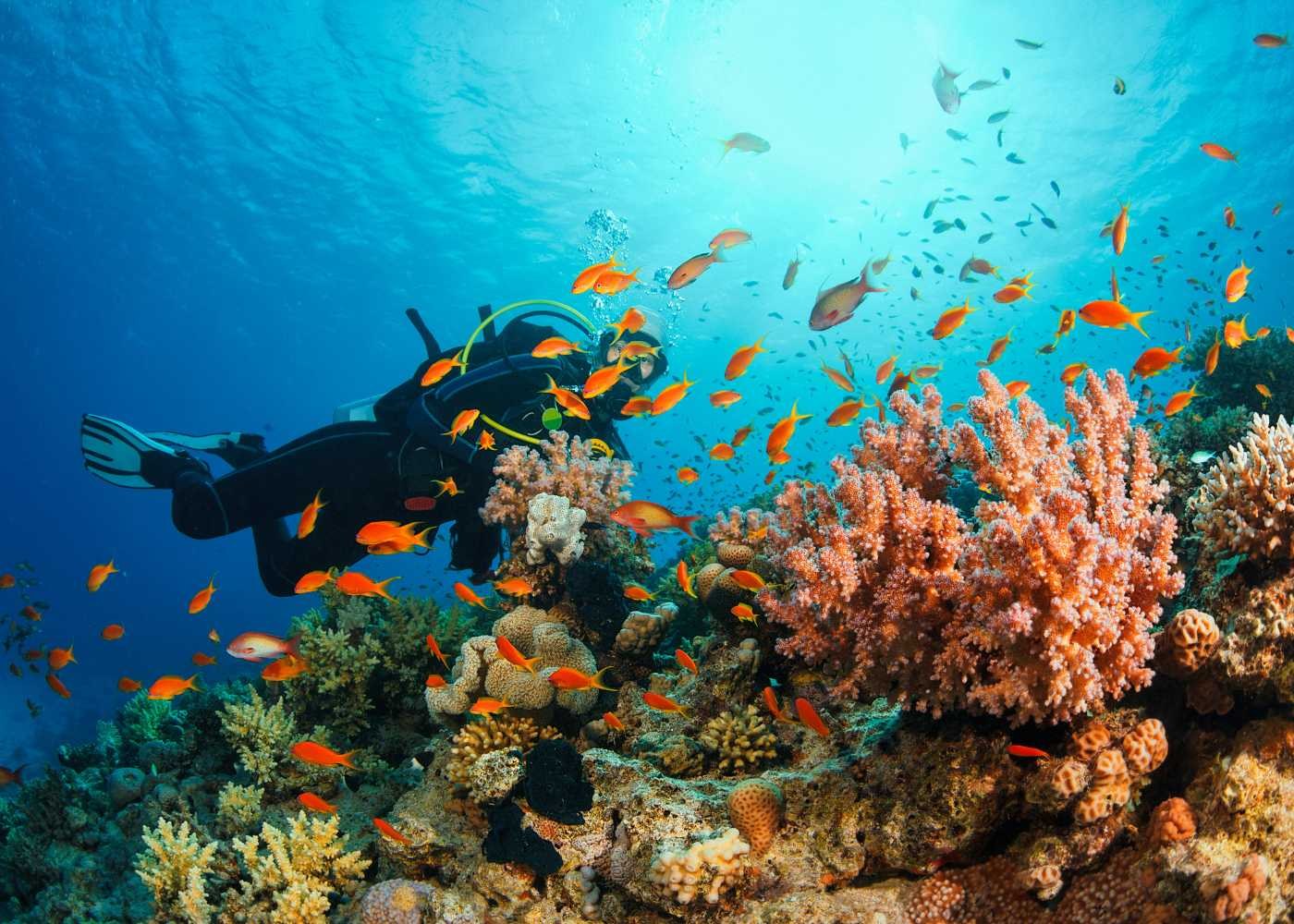 Private Scuba Dive: Lakshadweep's Virgin Coral Walls