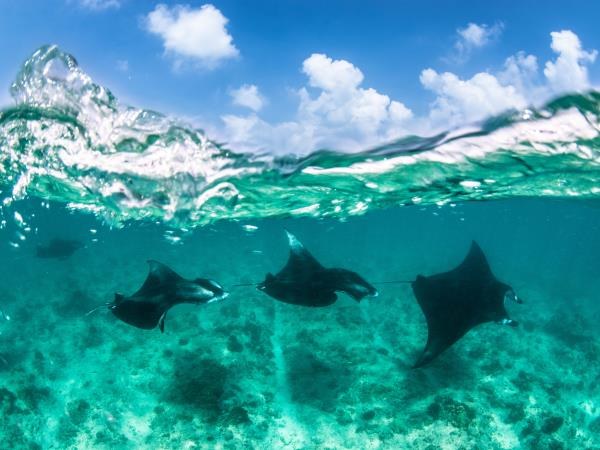 Maldives Reef: Private Manta Ray & Coral Dive with Marine Biologist