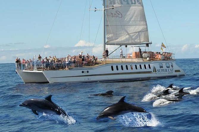 Whale & Dolphin Encounter: Premium Small-Group Catamaran Cruise