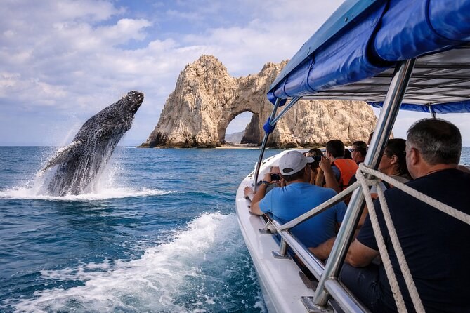 Humpback Whale Watching: Expert-Guided Sea of Cortez