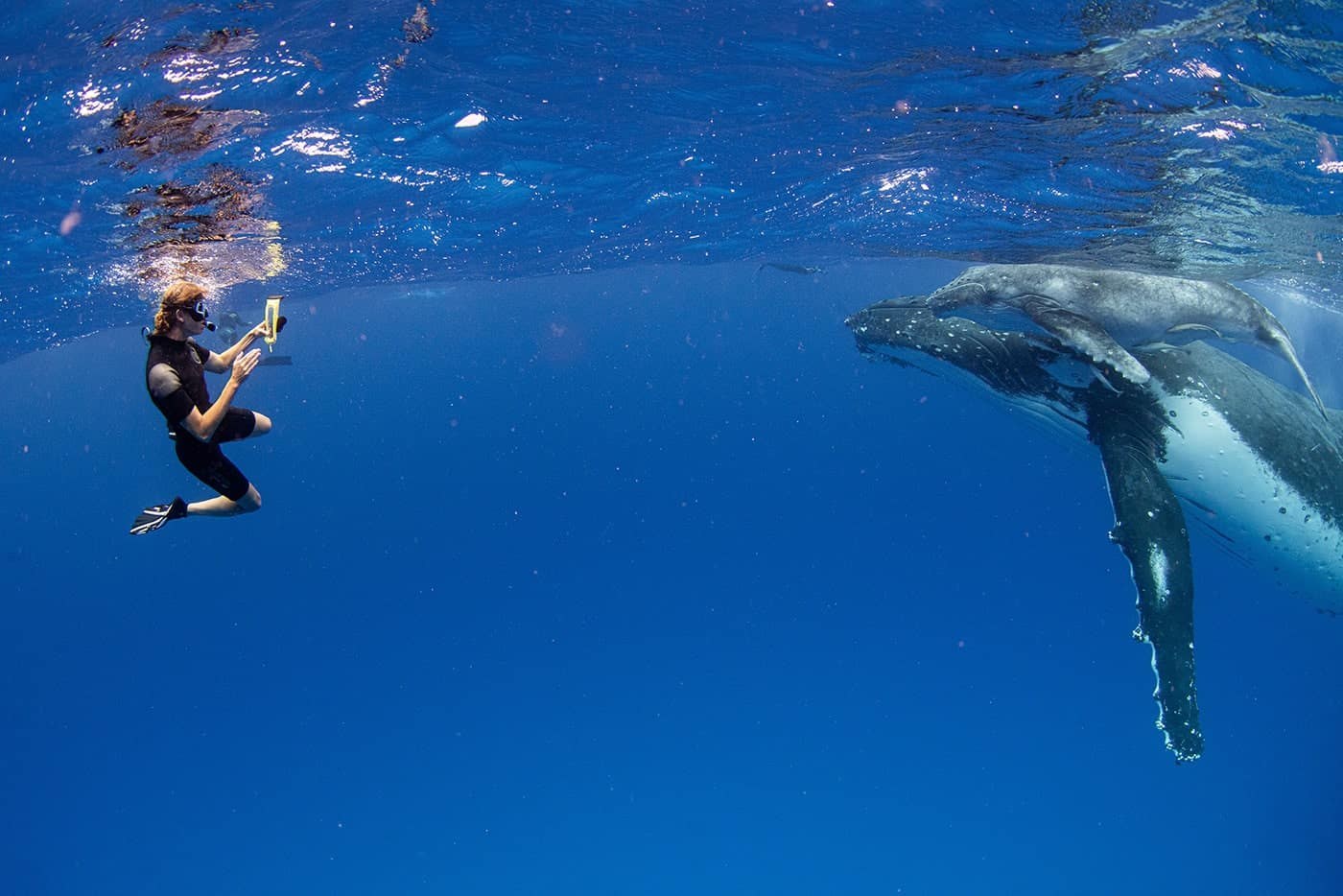 Swim with Humpback Whales in Tonga — Private Encounter
