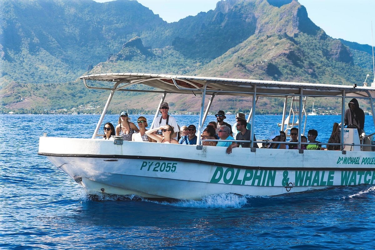 Moorea Dolphin & Whale-Watch Cruise with Marine Biologist