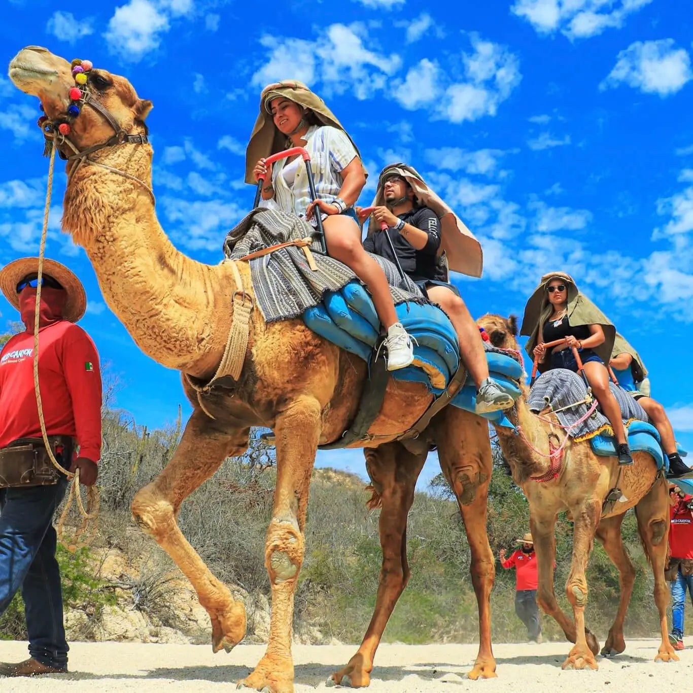 Wild Canyon Zip-Line & Camel Safari: Baja Desert Adventure