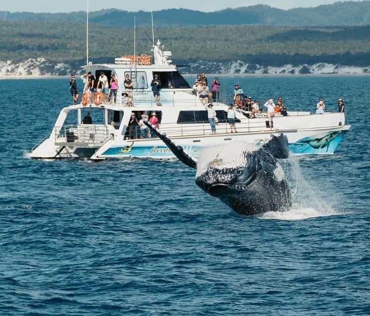Hervey Bay Whale Odyssey: Premium Wildlife Encounter