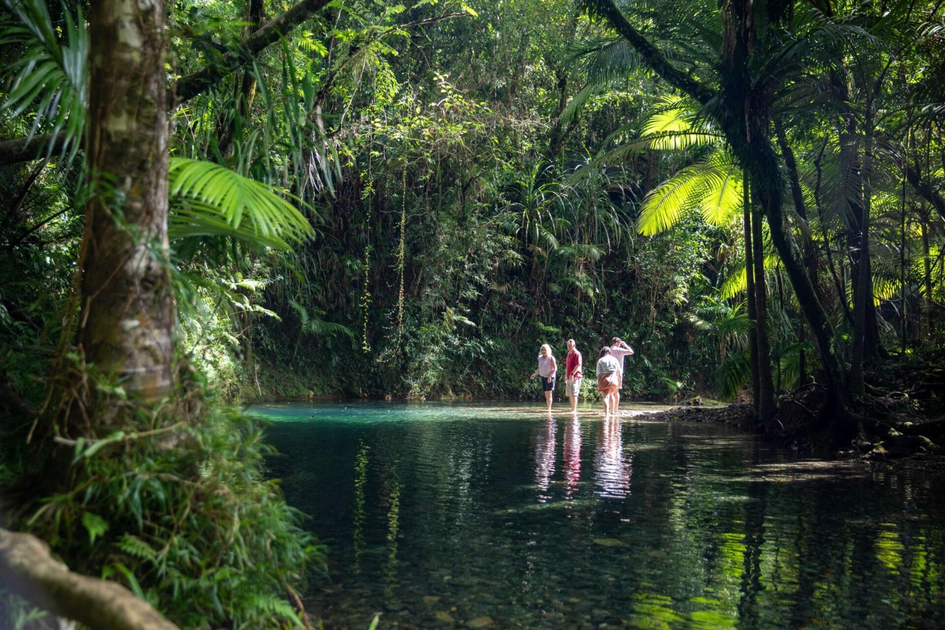 Daintree Rainforest & Reef: Private Expert-Guided Day, Cairns