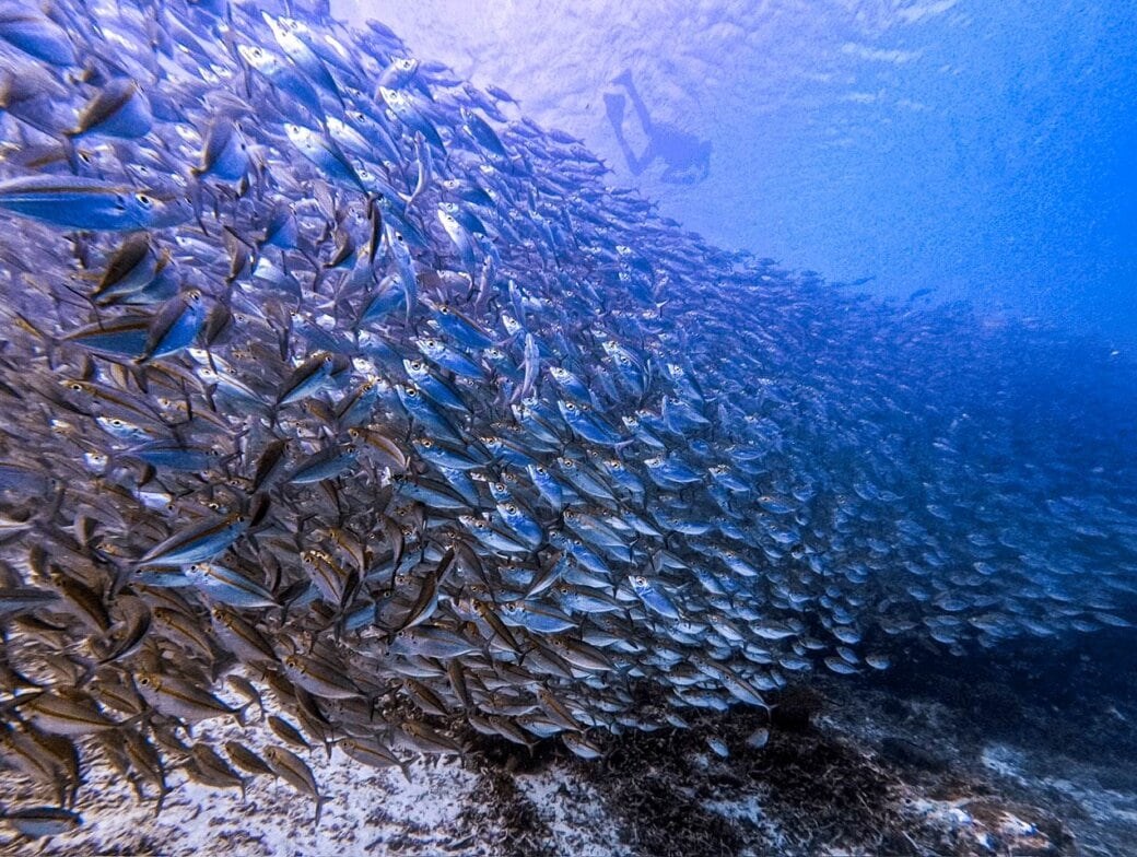 Raja Ampat: Private Liveaboard Dive & Snorkel in the Coral Triangle