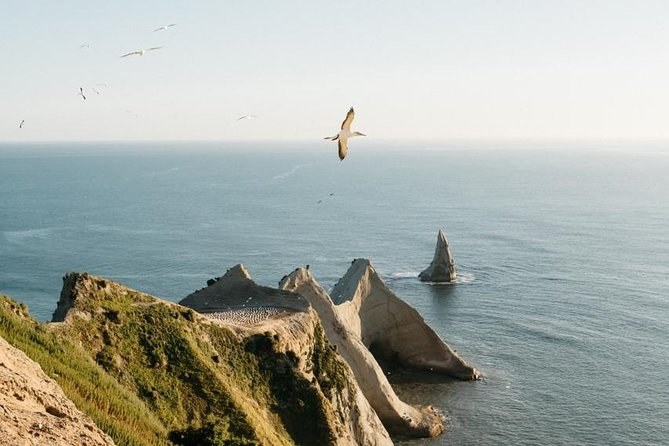 Cape Kidnappers Gannet Colony Private Safari