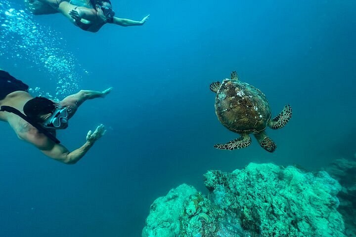 Rarotonga Turtle Encounter: Intimate Small-Group Snorkel Tour