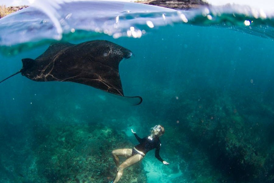 Manta Point Snorkel: Private Boat to Komodo's Manta Rays