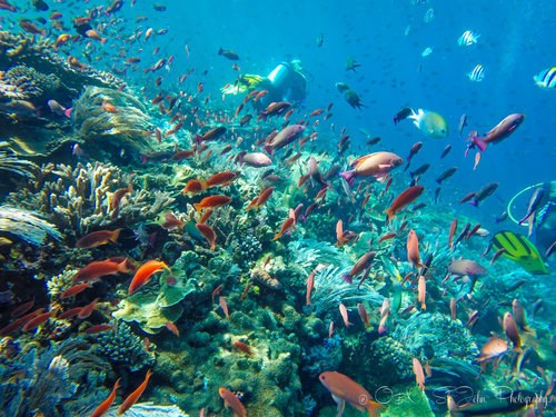 Komodo National Park Scuba Dive: Coral Gardens & Reef Sharks