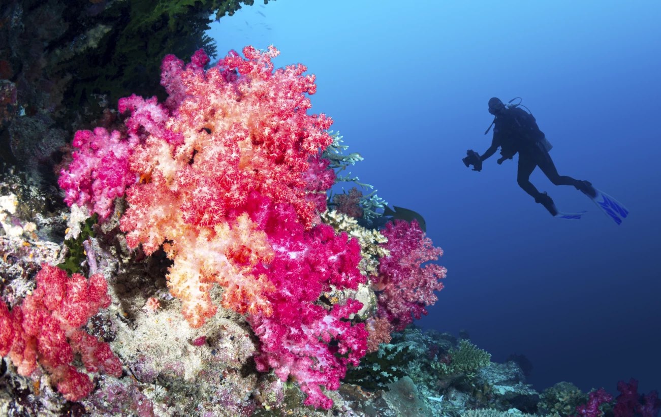 Remote Atoll Snorkelling Safari: Pristine Pacific Reef Ecosystems