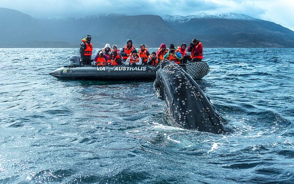 Whale Watching Expedition: Humpbacks of the South Pacific