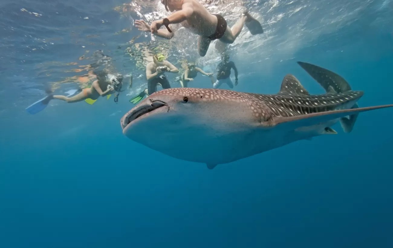 Seychelles: Private Guided Snorkel Safari at Aldabra Atoll