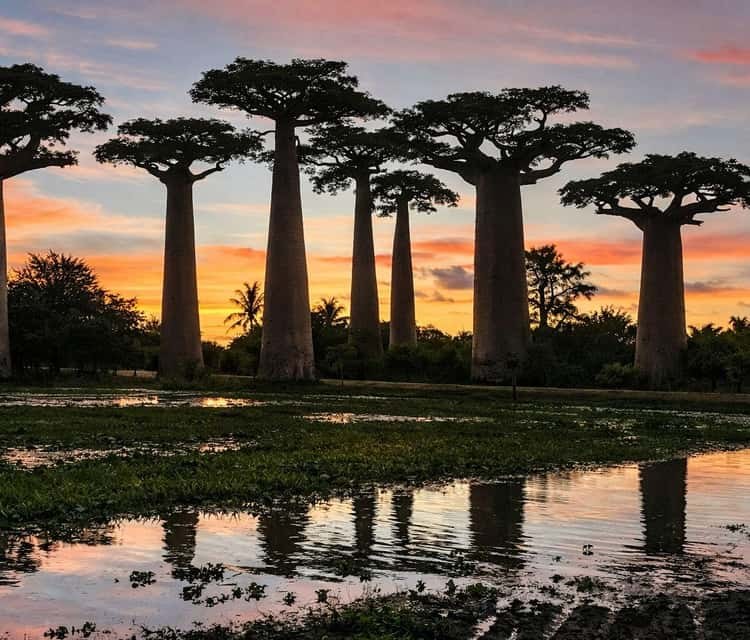 Madagascar: Private Baobab Alley Sunset Drive & Lemur Encounter