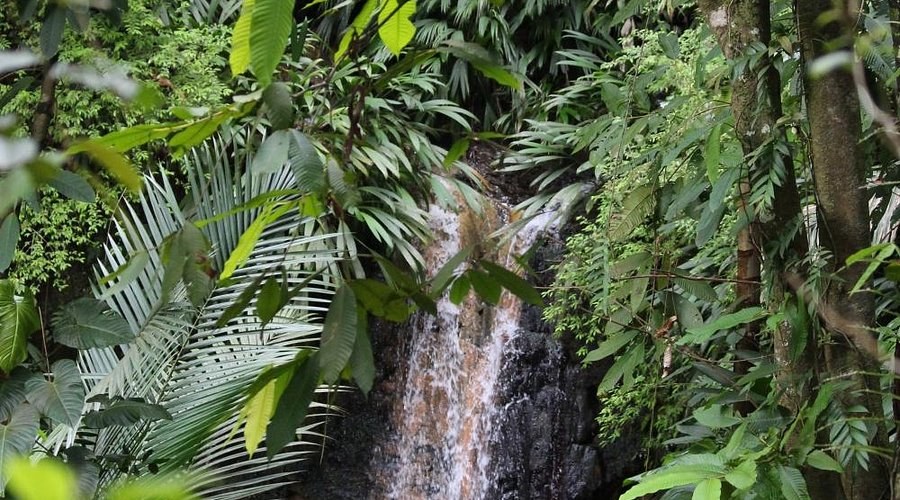 Tobago Rainforest & Tropical Garden Reserve: Nature Immersion