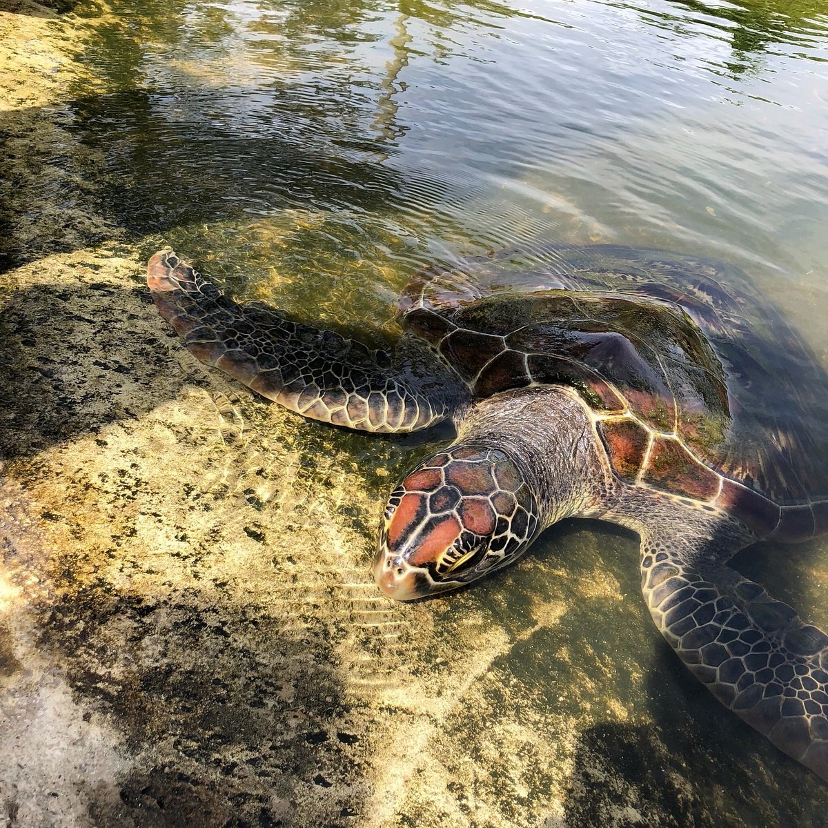 Reef Zoological Turtle Conservation Centre: Behind-the-Scenes Access