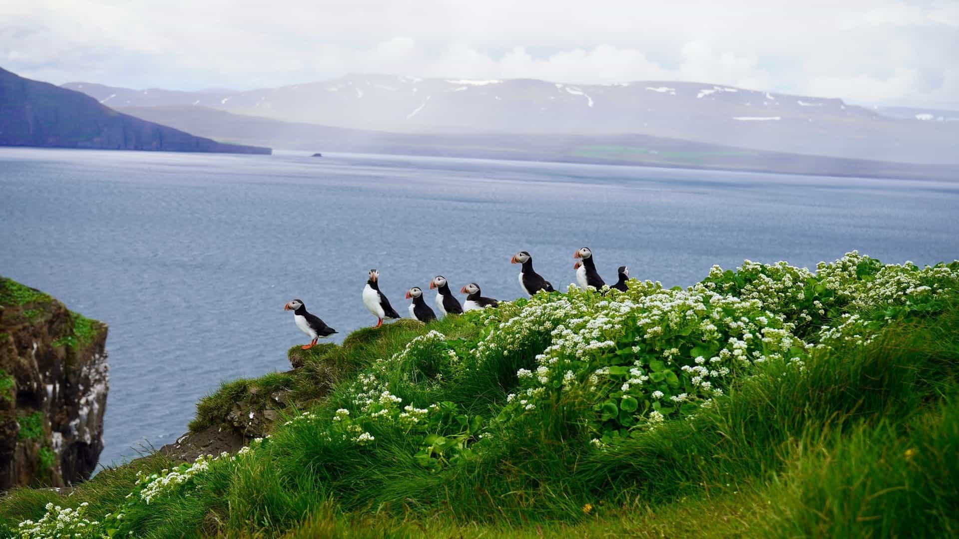 Drangey Island Seabird Cliffs & Saga Wilderness Boat Expedition