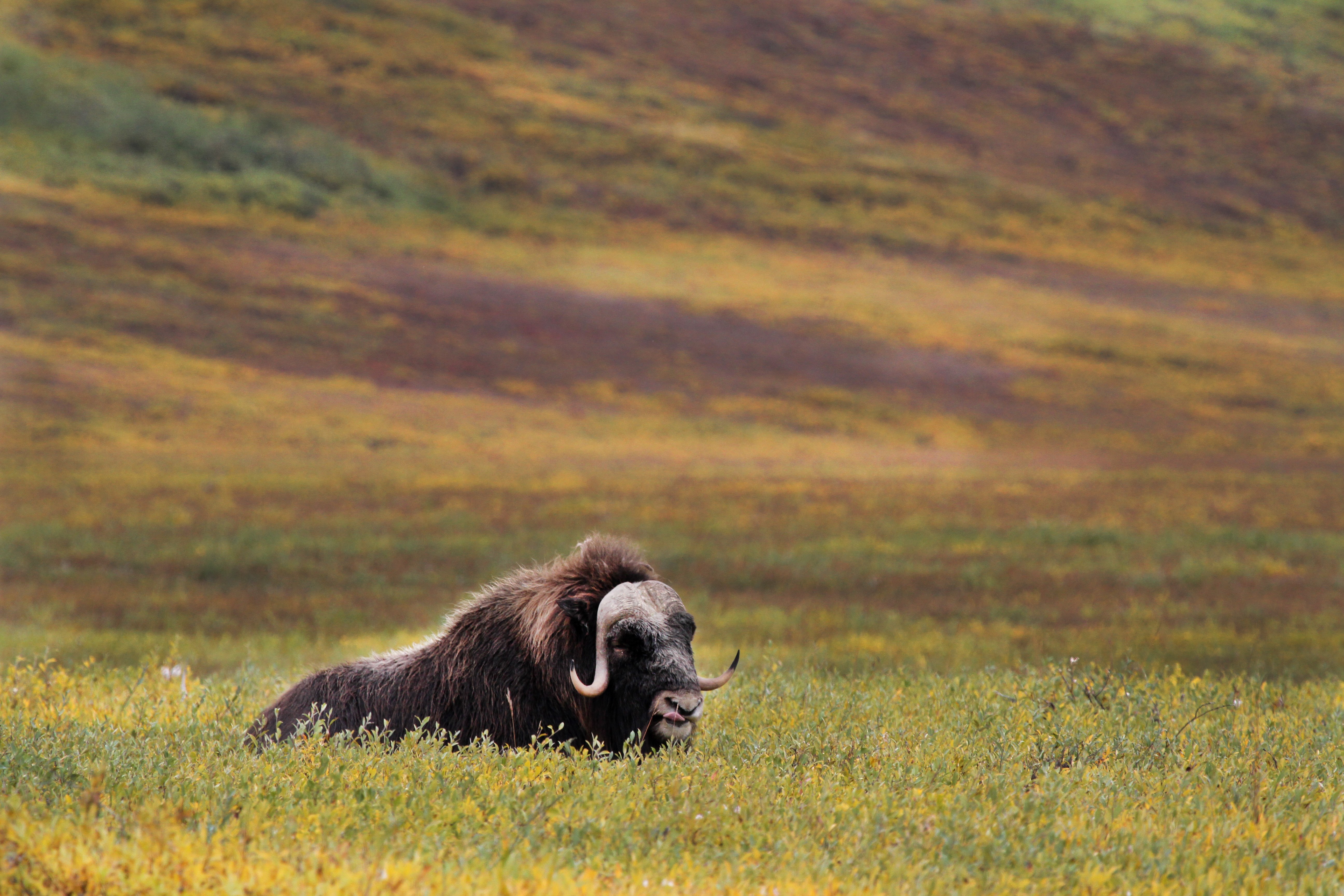 Musk Ox & Arctic Wildlife Safari on the Tundra
