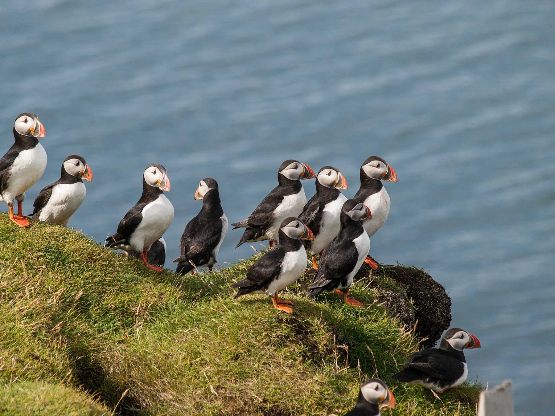 Private Walking Tour: Puffins, Volcanoes & Viking Heritage