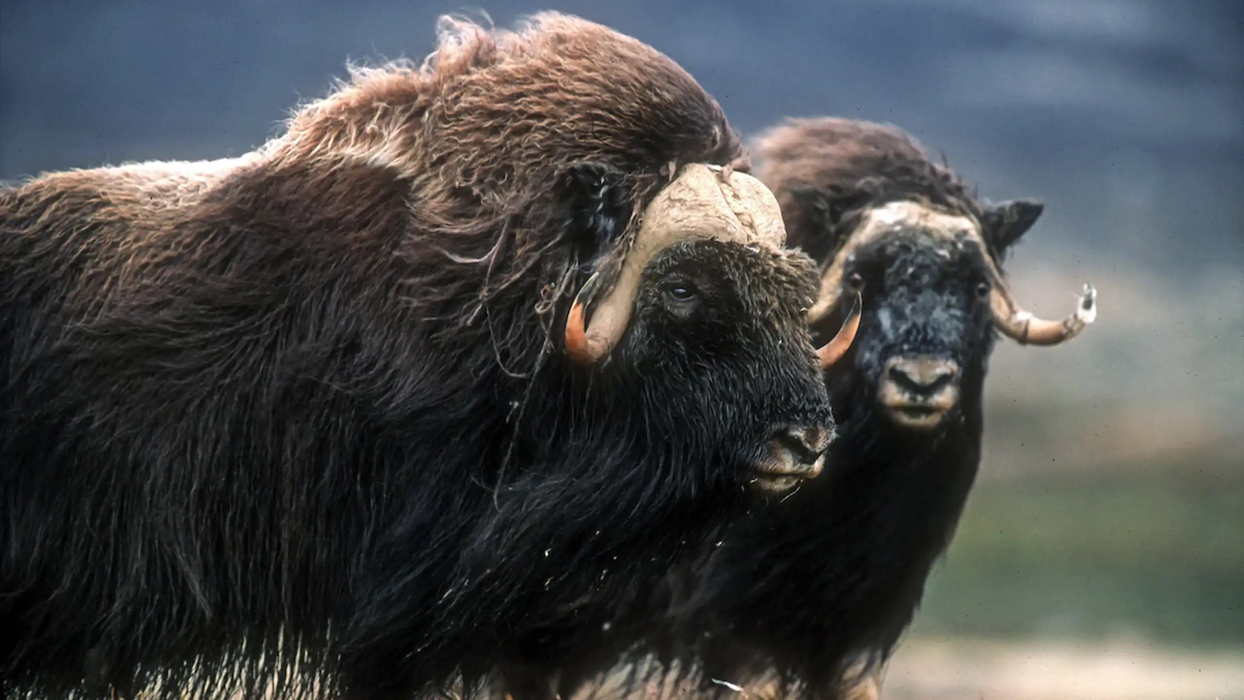Musk Ox & Arctic Wildlife Safari by 4x4 & Foot