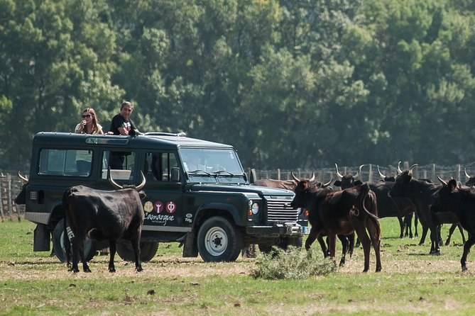 Private 4x4 Camargue Safari: Flamingos, Bulls & Wild Horses