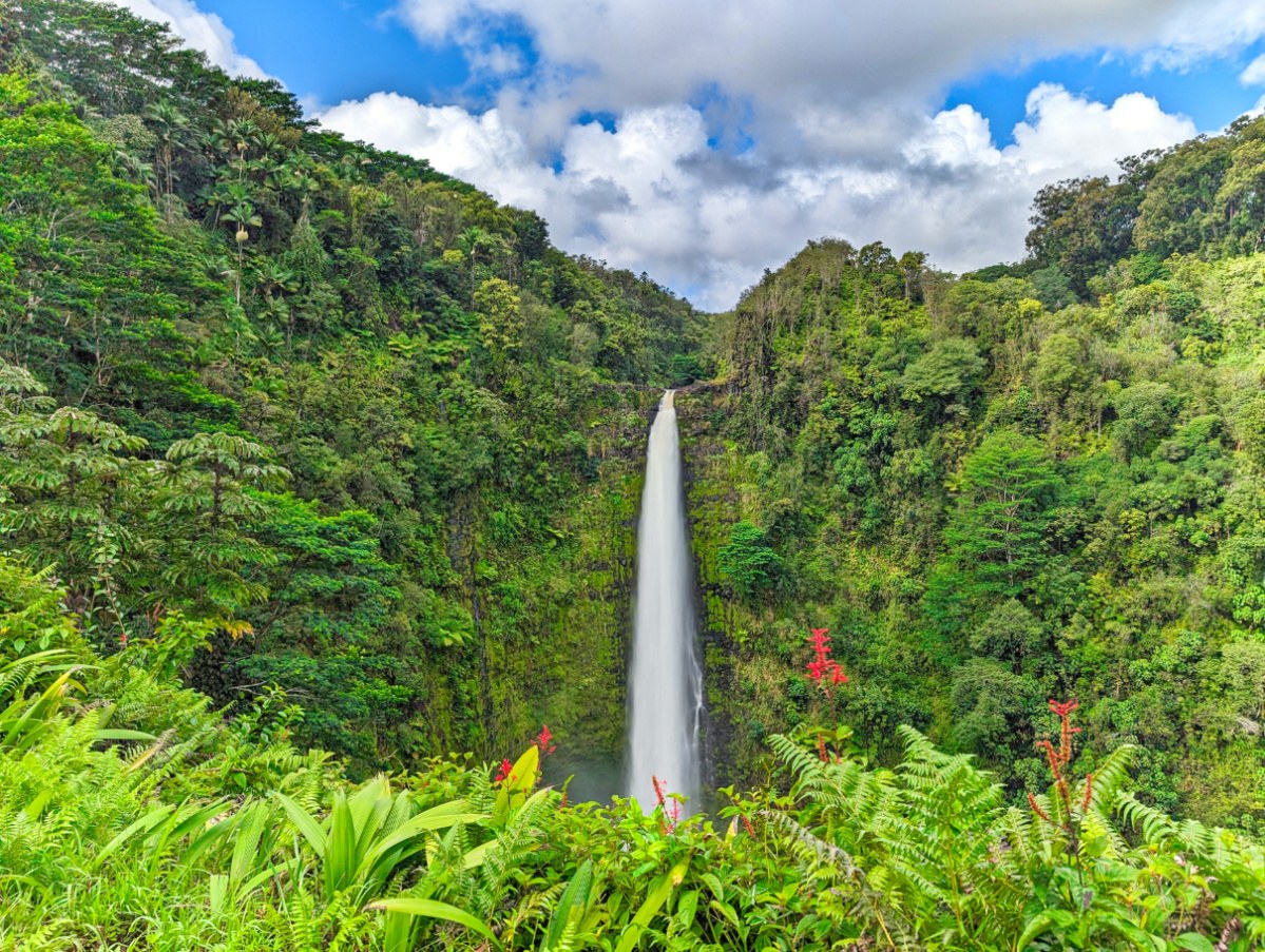 Akaka Falls & Hāmākua Coast Private Rainforest Journey
