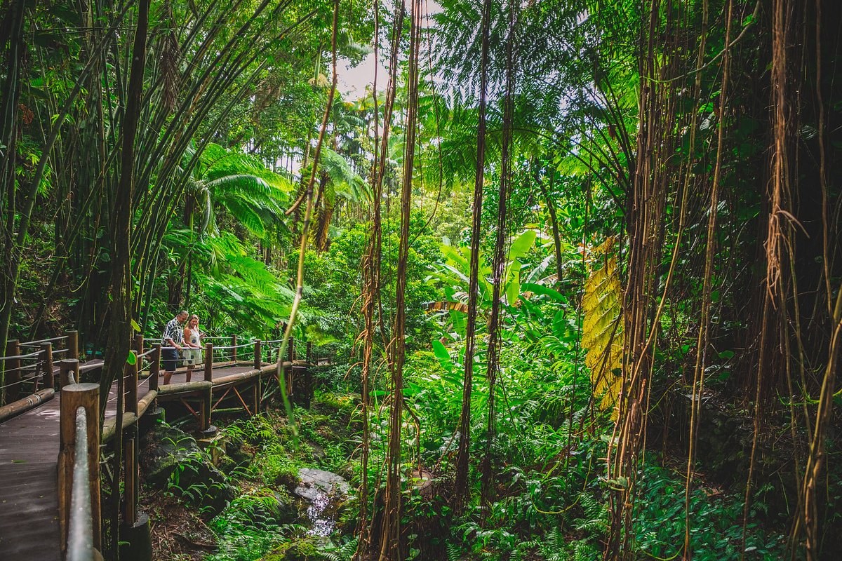 Hawai'i Tropical Botanical Garden: Private Guided Rainforest Walk