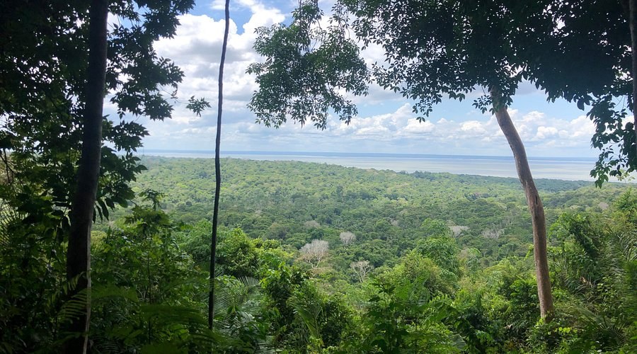 Tapajós National Forest: Private Guided Rainforest Trek