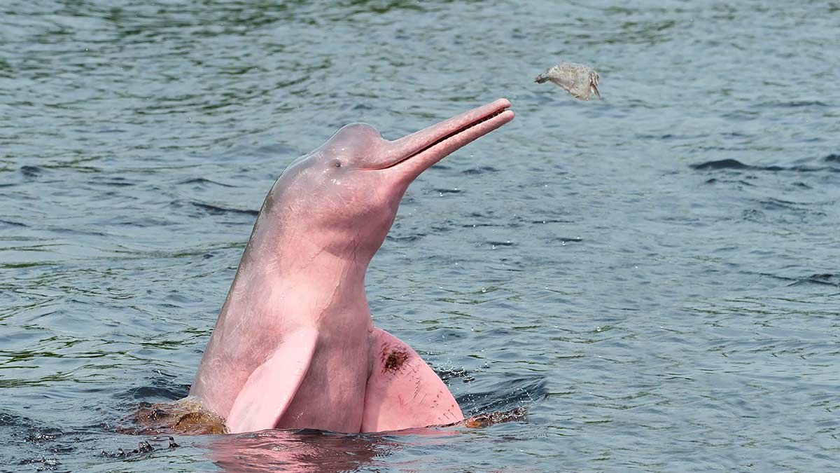 Amazon River Sunset Skiff: Wildlife, Flooded Forest & Pink Dolphins
