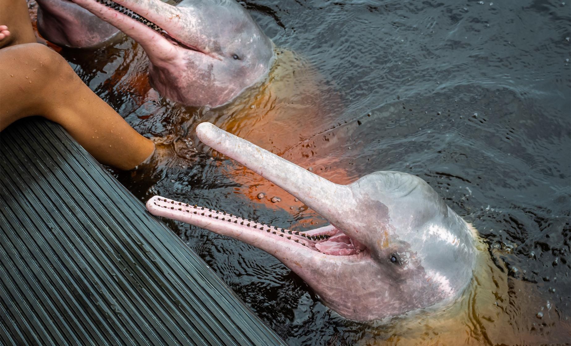 Pink River Dolphin Encounter & Jungle Trek Combo