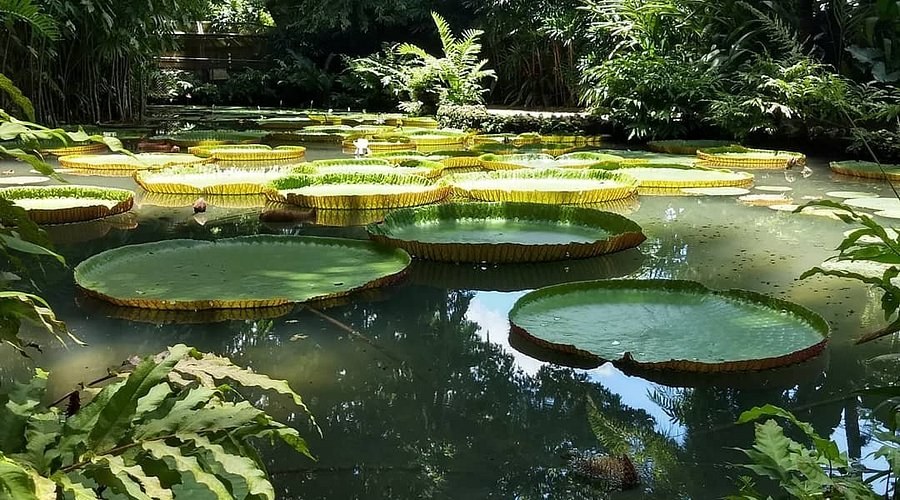 Museu Goeldi & Amazon Biodiversity: Expert Naturalist Tour