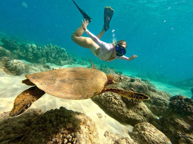 Black Sand Beach Snorkel with Sea Turtles at Richardson Ocean Park