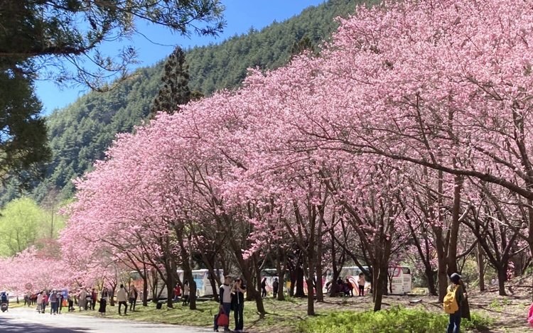 Wuling Farm Alpine Escape: Cherry Blossoms & Taiwan's Rooftop Valley