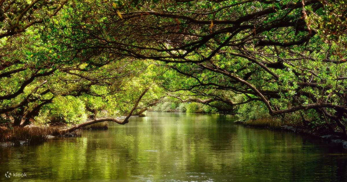 Sicao Green Tunnel: Mangrove Boat Glide Through Living Emerald