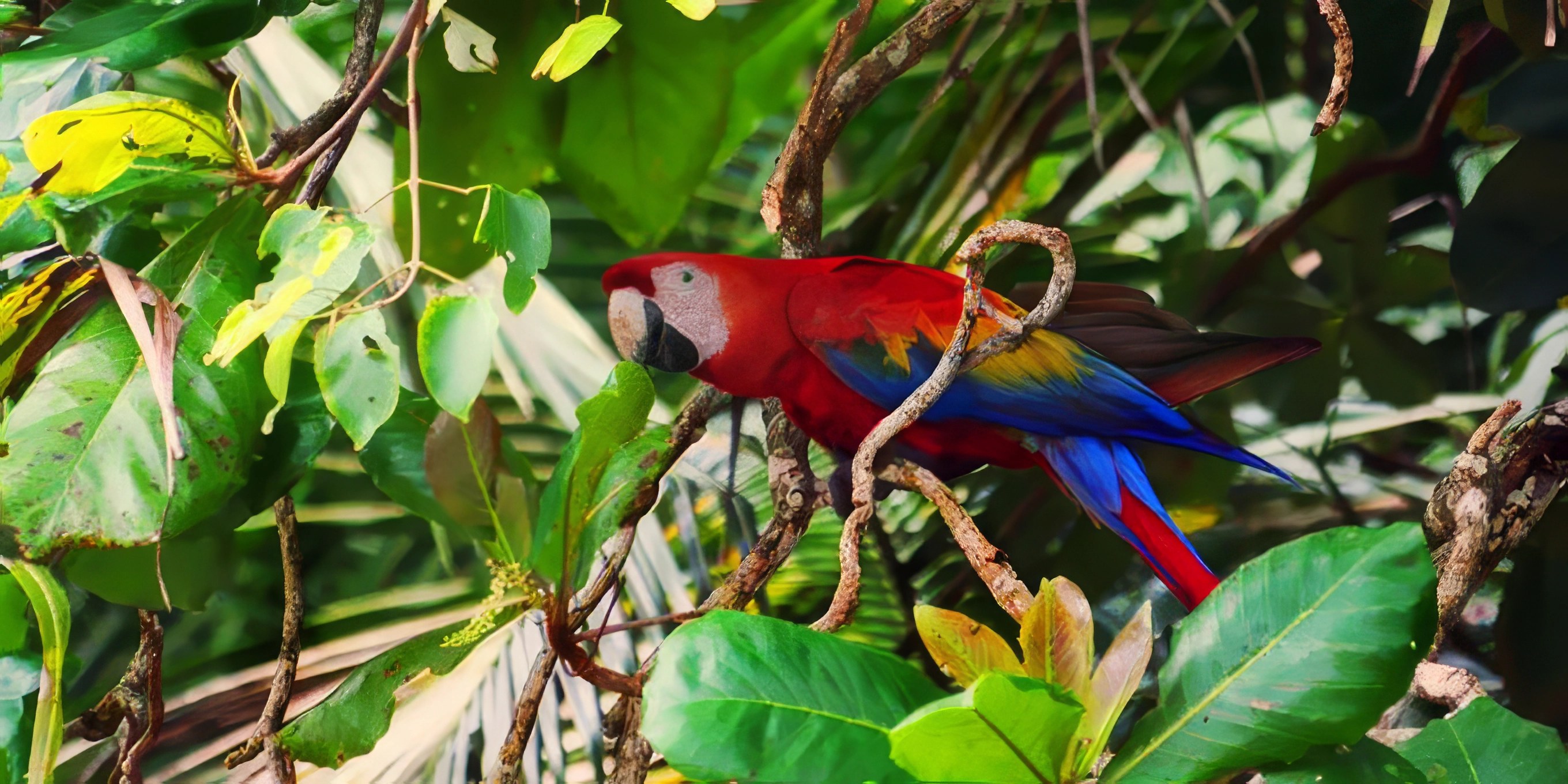 Carara National Park: Private Guided Scarlet Macaw & Wildlife Walk