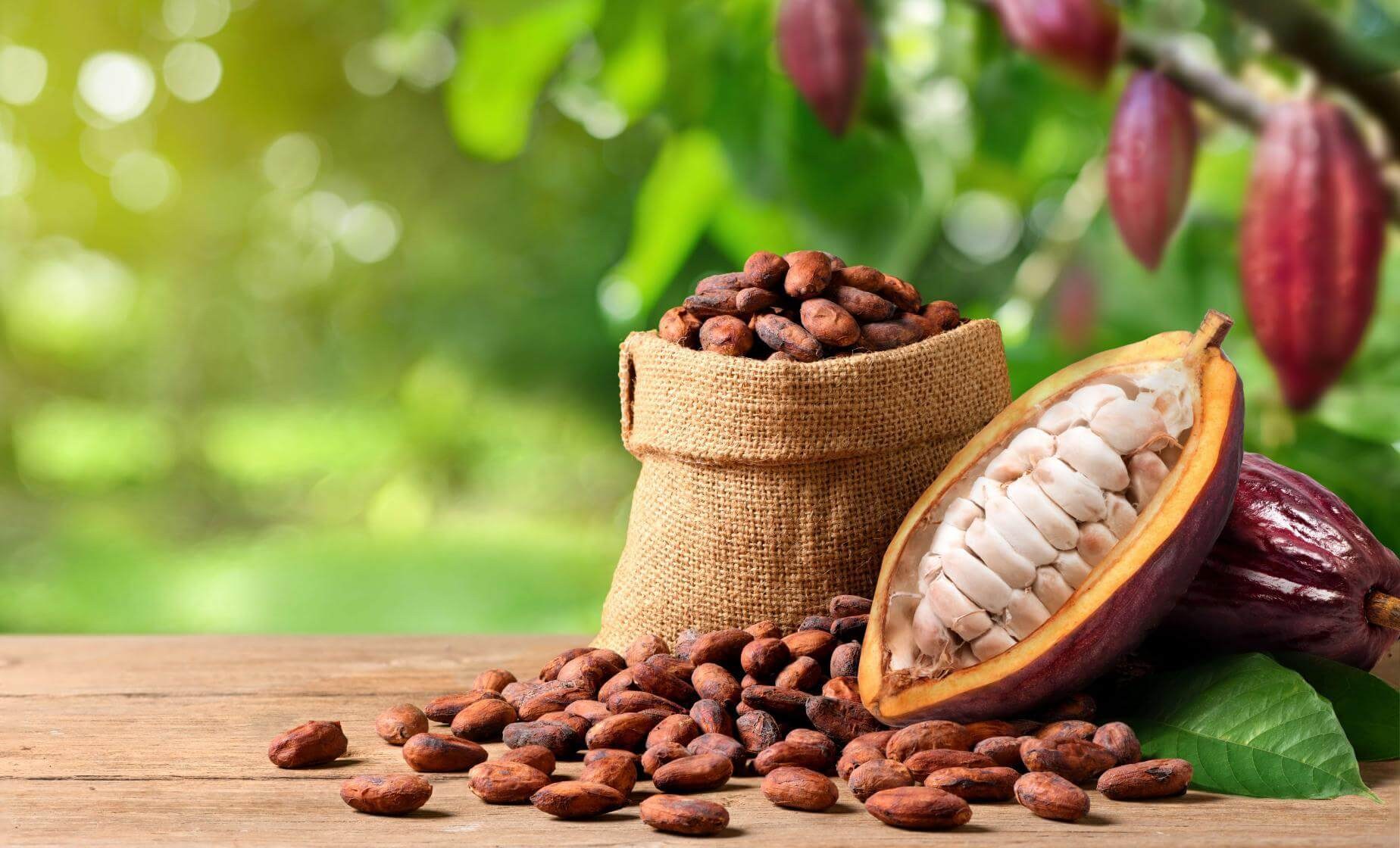 Costa Rica Chocolate & Wildlife Immersion: Bean-to-Bar & Jungle Safari