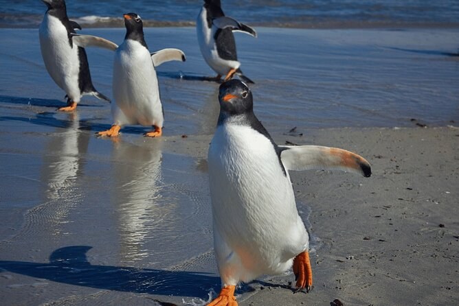 Bertha's Beach Private 4×4 Gentoo Penguin Expedition