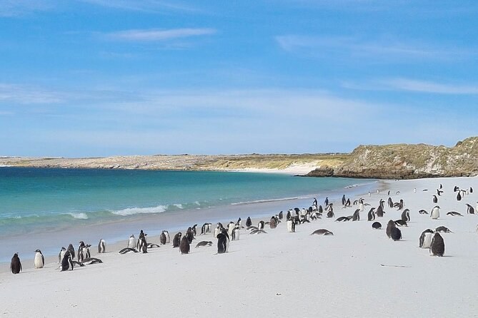 Yorke Bay & Gypsy Cove Dual Penguin Safari by 4×4