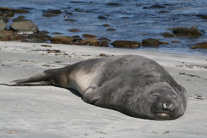 Sea Lion Island Fly-In: Elephant Seals & Black-Browed Albatross
