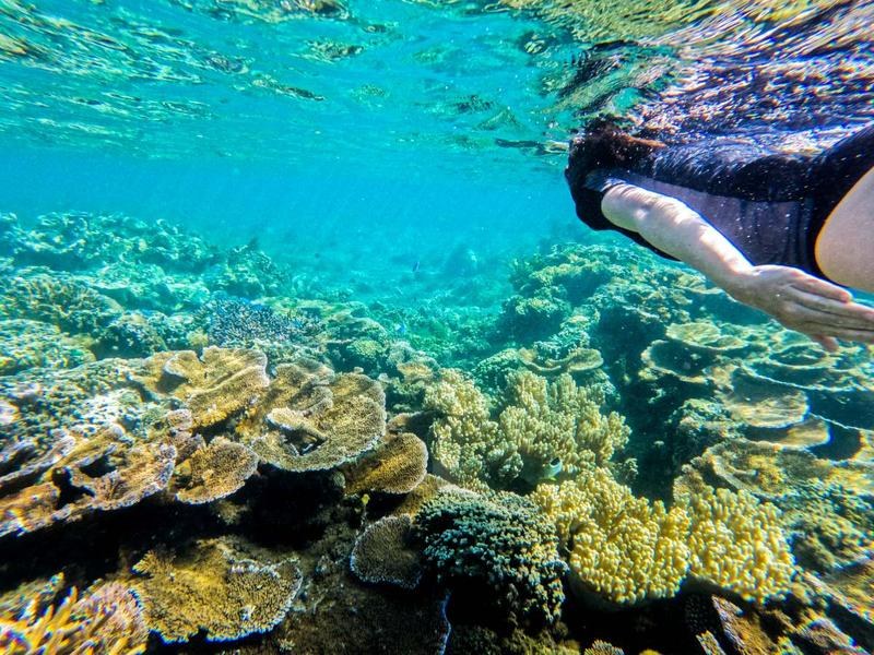 Palolo Deep Marine Reserve: Guided Reef Snorkel at Apia's Doorstep