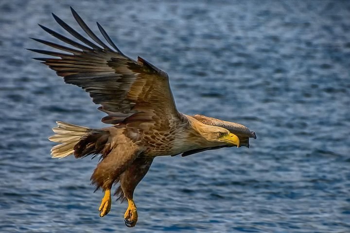 White-Tailed Eagle & Wildlife Safari: RIB Expedition