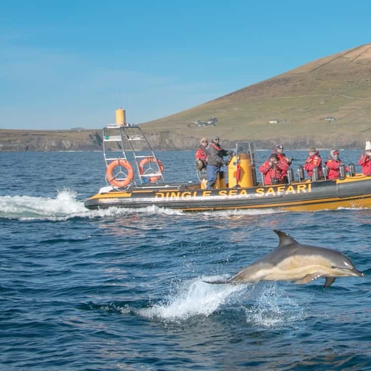 Dingle Sea Safari: Atlantic Wildlife & Dolphin Encounter