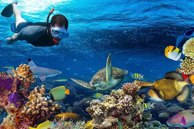 Private Red Sea Reef Dive: Abu Kafan & Panorama Wall, Safaga