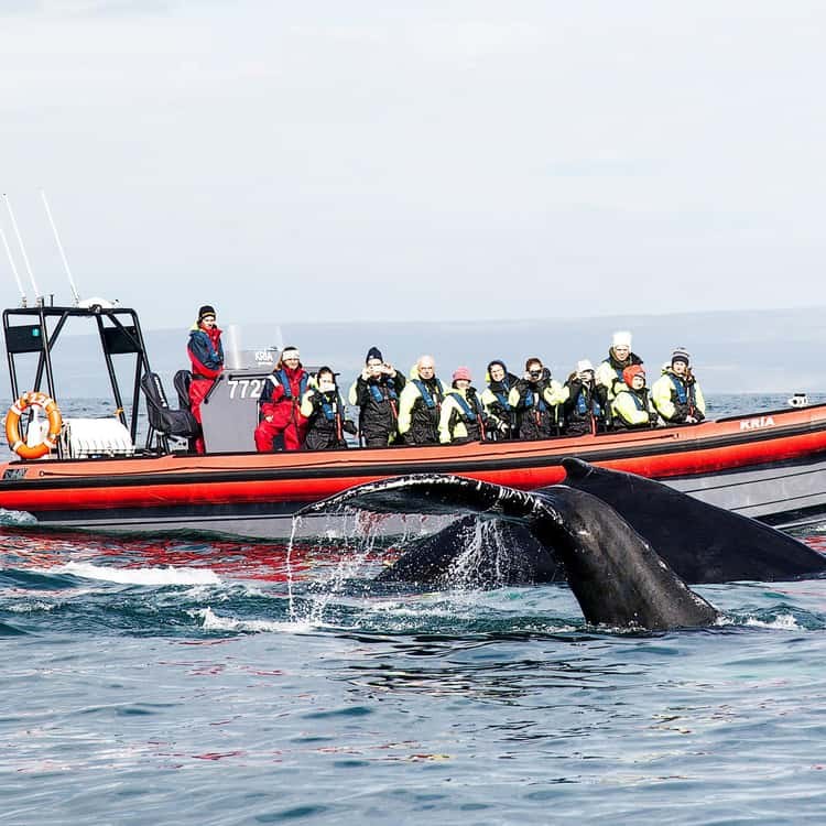 Húsavík: Big Whales & Puffin Island RIB Speedboat Tour